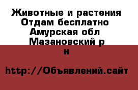 Животные и растения Отдам бесплатно. Амурская обл.,Мазановский р-н